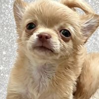 Somptueux petits chihuahuas poils long #5