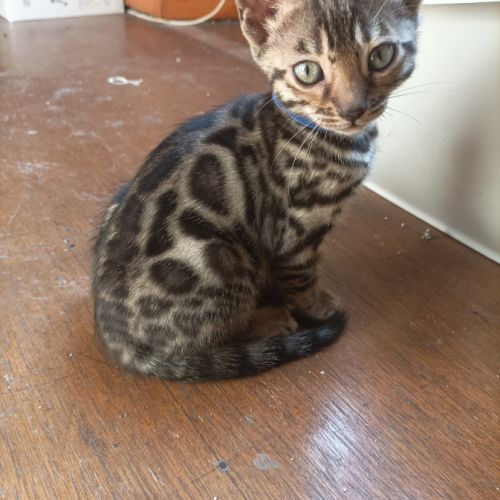 Chatons bengal brown loof #1