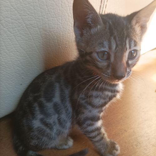 Chatons bengal brown loof #2