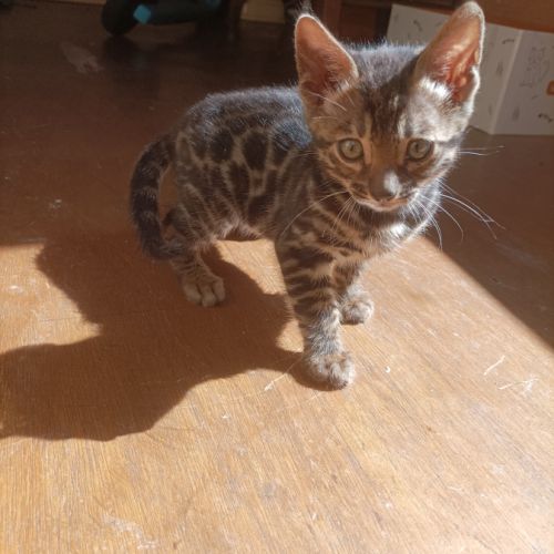 Chatons bengal brown loof #3