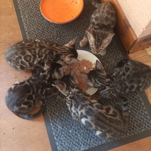 Chatons bengal brown loof #5