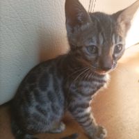 Chatons bengal brown loof #2