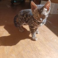 Chatons bengal brown loof #3