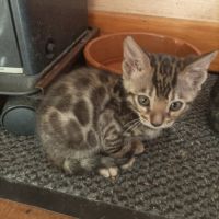 Chatons bengal brown loof