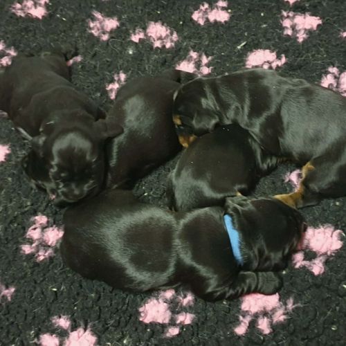 Chiots cocker anglais lof à réserver