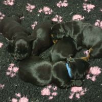 Chiots cocker anglais lof à réserver