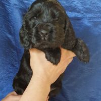 Chiots cocker anglais lof à réserver