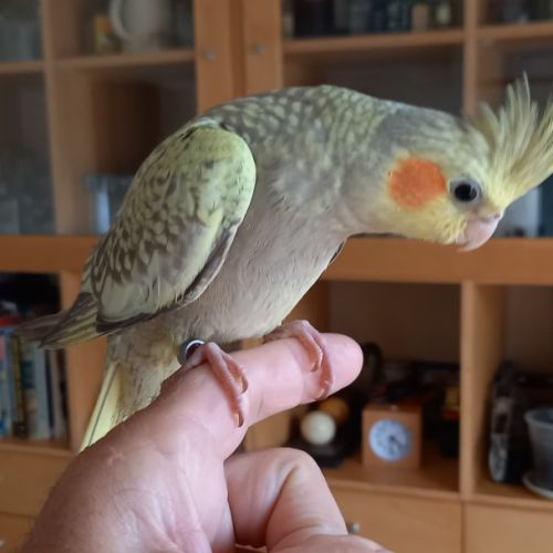 Eam perruche calopsitte #1