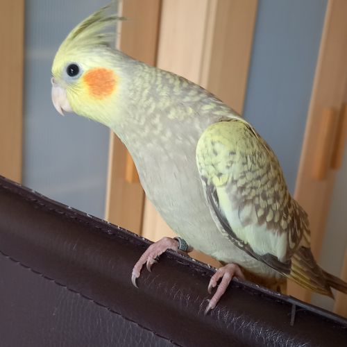 Eam perruche calopsitte