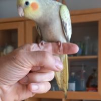 Eam perruche calopsitte #2