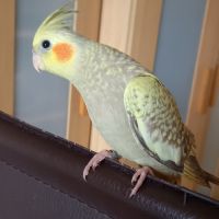 Eam perruche calopsitte #0