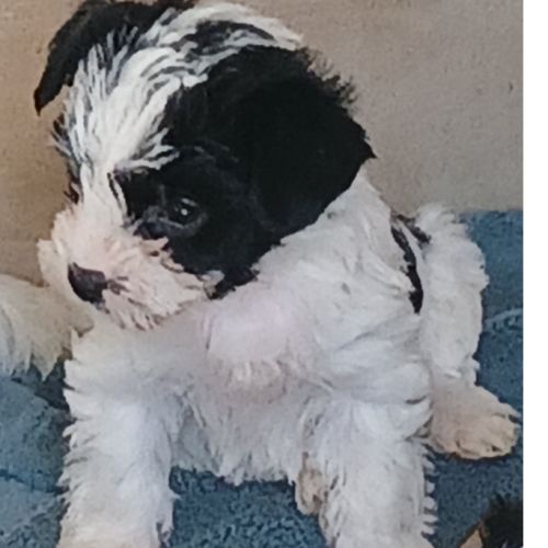 Bella :  biewer yorkshire #1