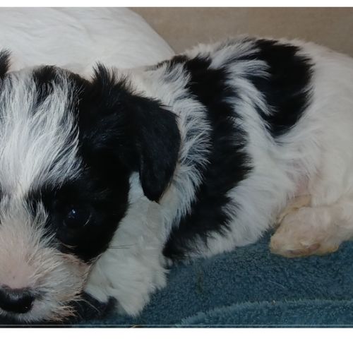 Bella :  biewer yorkshire #0