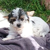 Bianca :  biewer yorkshire