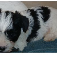 Bella :  biewer yorkshire