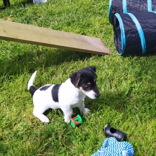 Adorables chiots jack russel lof #1