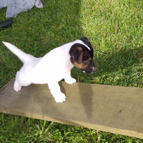 Adorables chiots jack russel lof #2