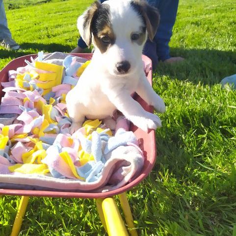 Adorables chiots jack russel lof
