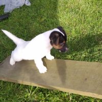 Adorables chiots jack russel lof #2