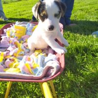 Adorables chiots jack russel lof #0