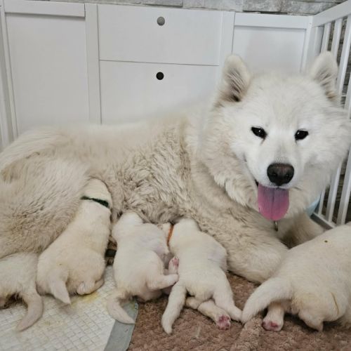 Samoyèdes type ours lof - élevage familial