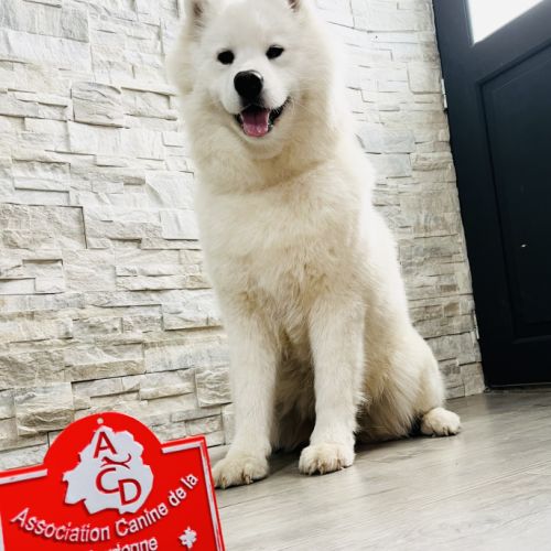Samoyèdes type ours - élevage familial #1