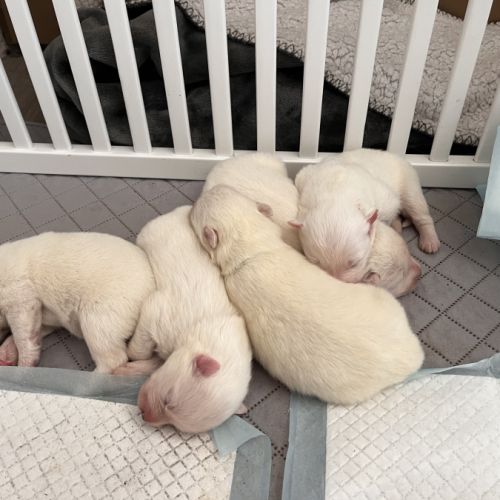 Samoyèdes type ours - élevage familial