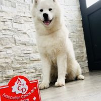 Samoyèdes type ours - élevage familial #1