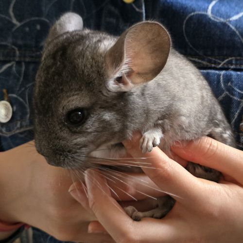 Jeune chinchilla mâle