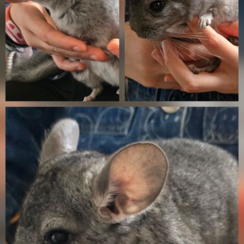 Jeune chinchilla mâle #1