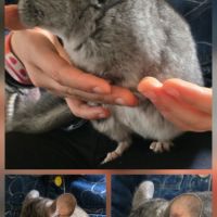 Jeune chinchilla mâle #0