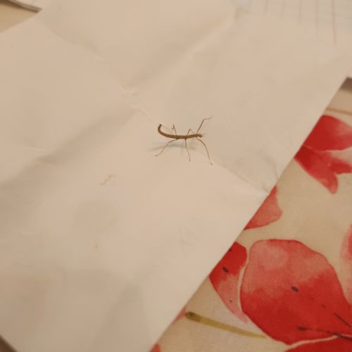 Phasmes medauroidea extradentata