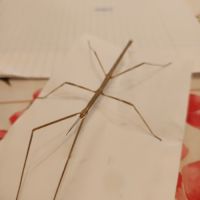 Phasmes medauroidea extradentata #1