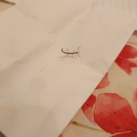Phasmes medauroidea extradentata #0