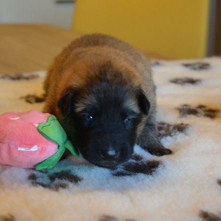 Chiots tervuerens disponibles mi juin #2