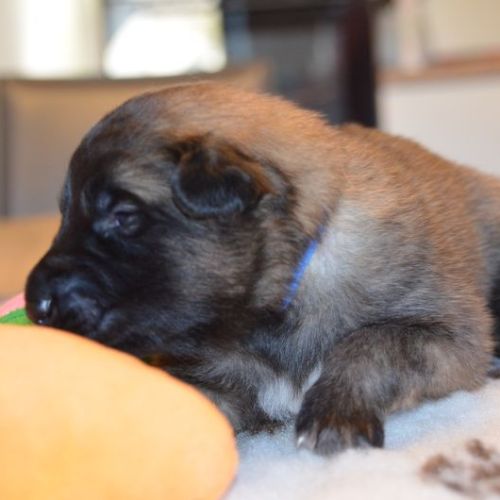 Chiots tervuerens disponibles mi juin #4