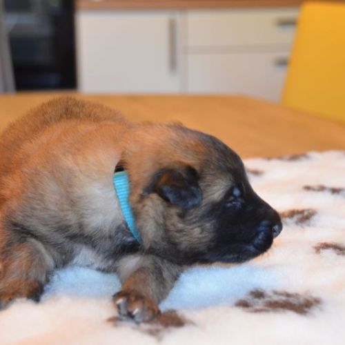 Chiots tervuerens disponibles mi juin #5