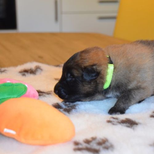 Chiots tervuerens disponibles mi juin #6