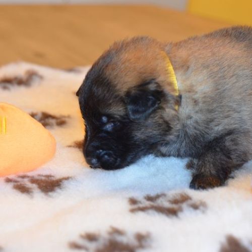 Chiots tervuerens disponibles mi juin #10