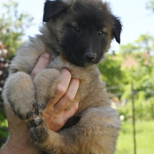 2 males tervuerens lof disponibles #0