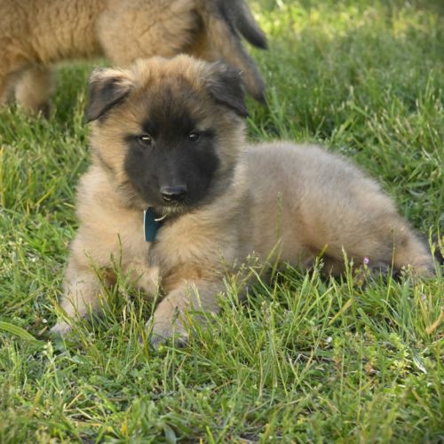 2 males tervuerens lof disponibles #4