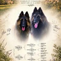Chiots tervuerens disponibles mi juin #0