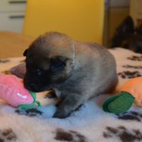 Chiots tervuerens disponibles mi juin #3