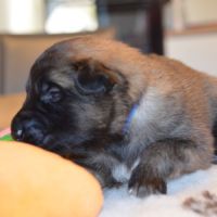 Chiots tervuerens disponibles mi juin #4