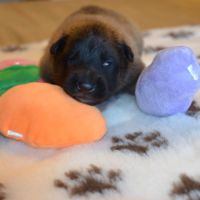 Chiots tervuerens disponibles mi juin #7