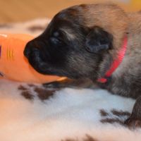 Chiots tervuerens disponibles mi juin #8