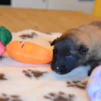 Chiots tervuerens disponibles mi juin #9