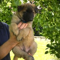 Chiots tervuerens disponibles mi juin
