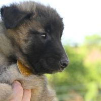 2 males tervuerens lof disponibles #2