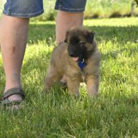 2 males tervuerens lof disponibles #3